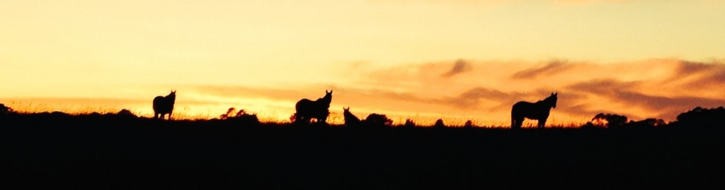 Pricing hero-section