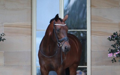 13710652_1774157579519605_4274952083992104394_o